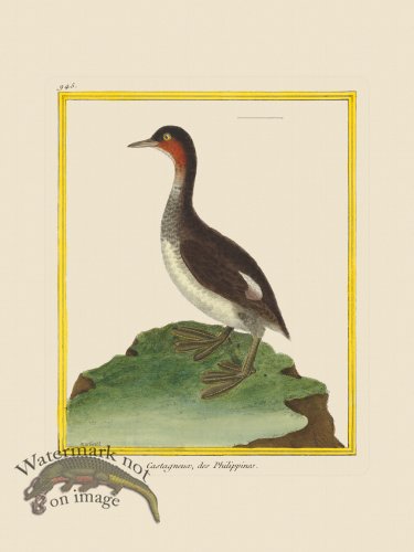 (image for) Martinet Bird 945