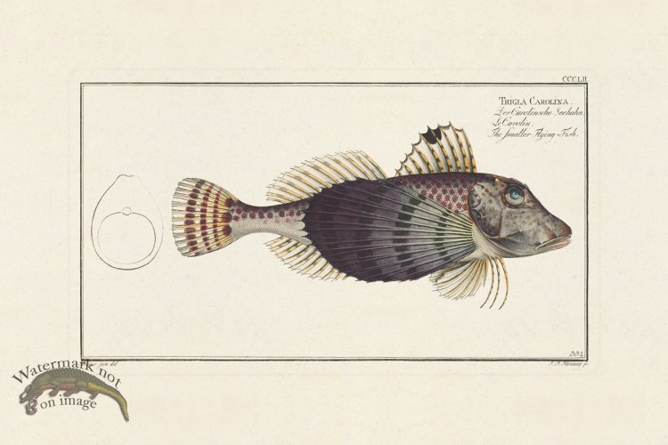 (image for) BLOCH FISH 352