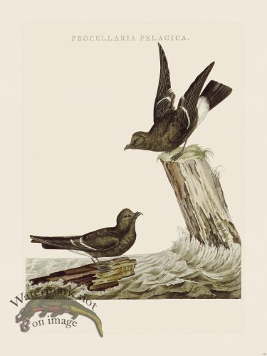 (image for) Nozeman Bird 225