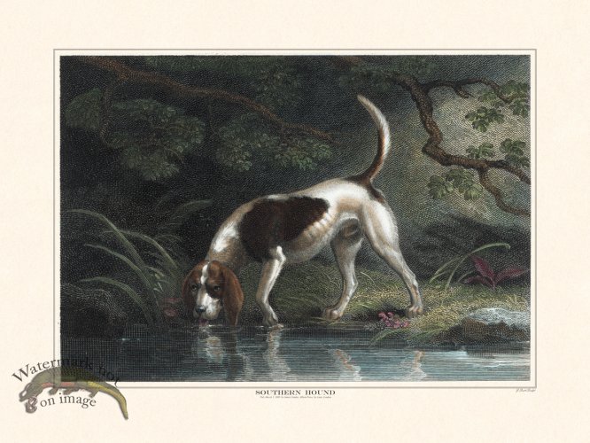 (image for) TSR Southern Hound