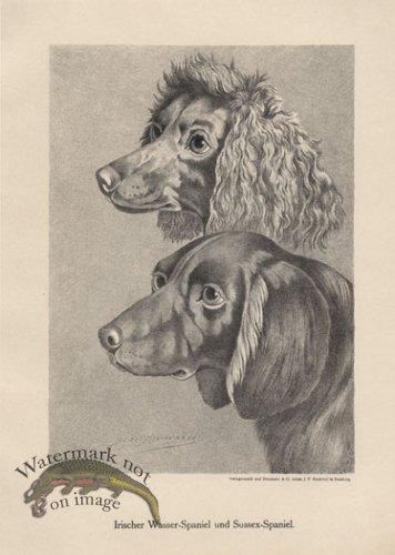 (image for) 1890s Dogs 12