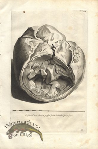 (image for) Rumphius 54