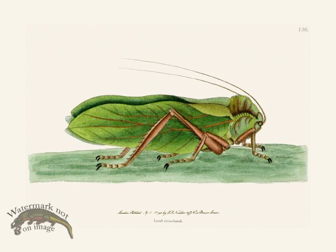 (image for) 136 Locust Bay-Leaved