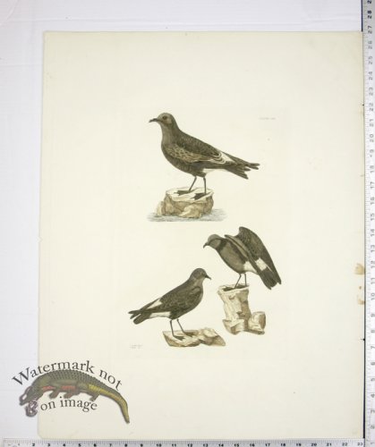 (image for) Seculas Petrel and Stonny