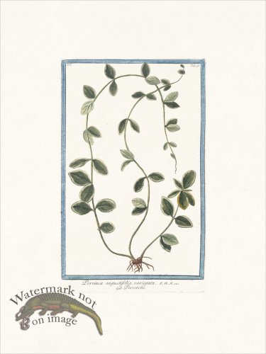 (image for) Bonelli 096 Periwinkle