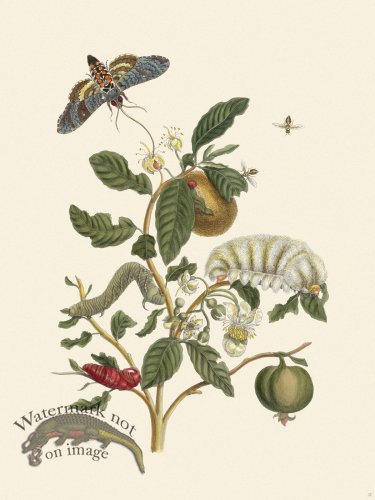 (image for) Merian Metamorphosis 57