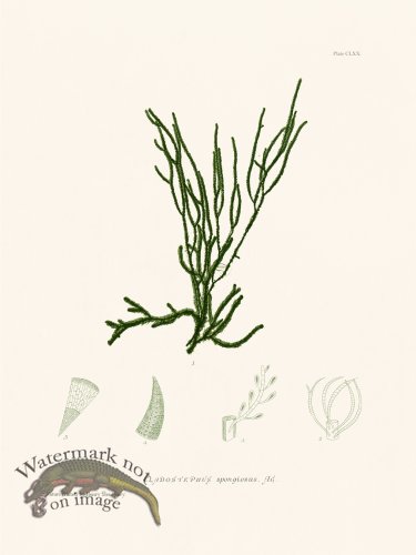 (image for) Bradbury Seaweed 170