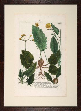 Weinmann Floated Burl 726 02