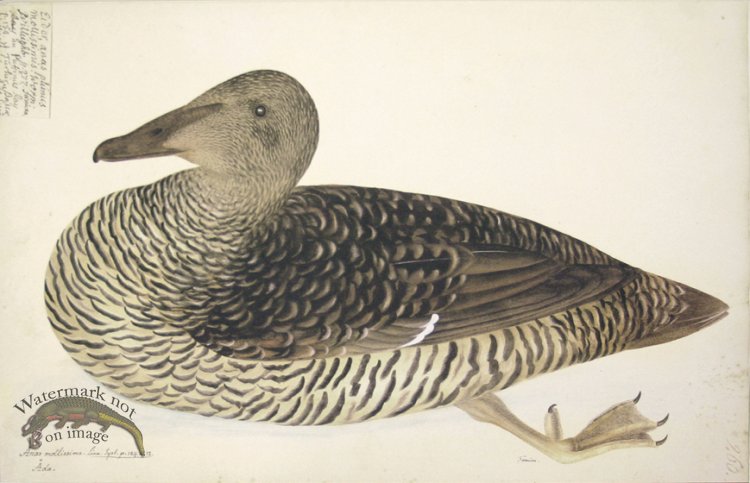 (image for) 260 Swedish Birds . Anas Mollissima, Common Eider, Female