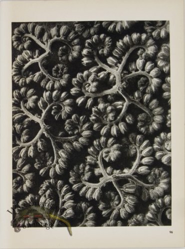 (image for) Blossfeldt T 096