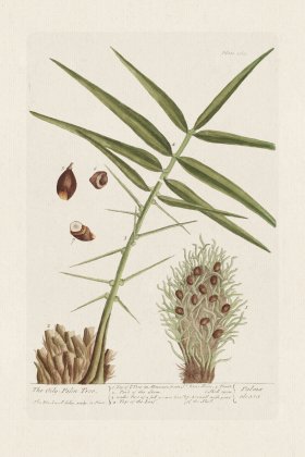 BEE 363 The Oily-Palm Tree