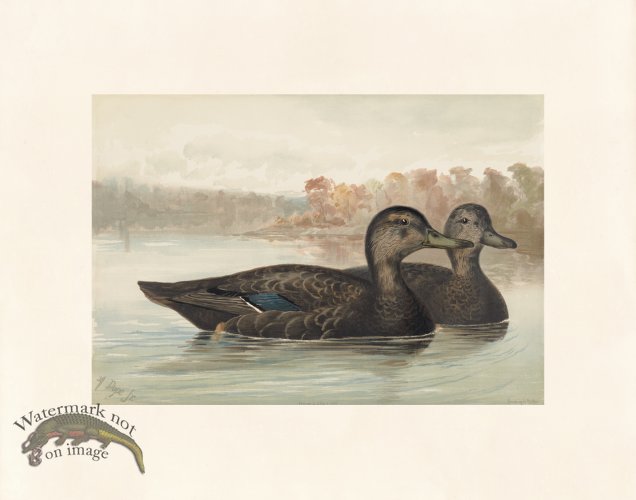 (image for) Pope 06 Black Duck