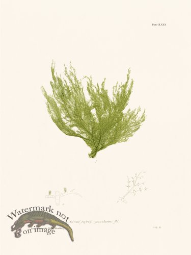 (image for) Bradbury Seaweed 180