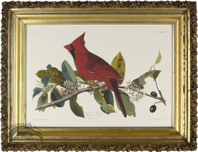 (image for) Cardinal AF_4_16