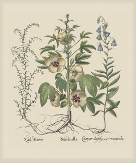 Besler 216 Colored B2