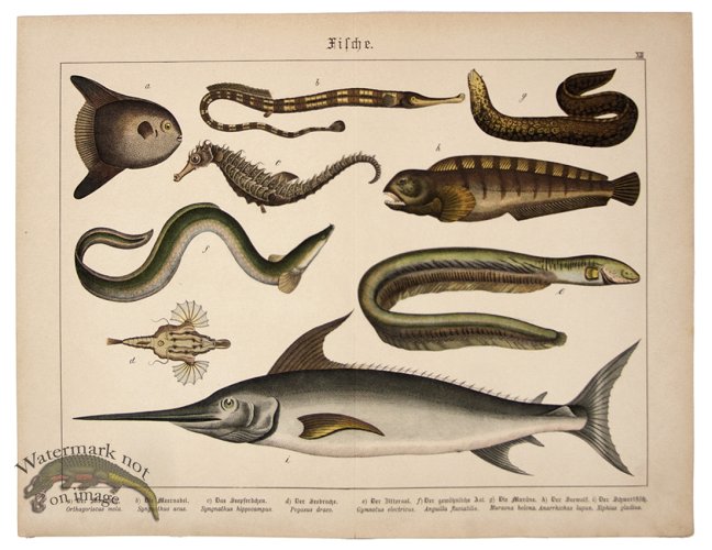 (image for) Sword Fish Sea Horse Fish