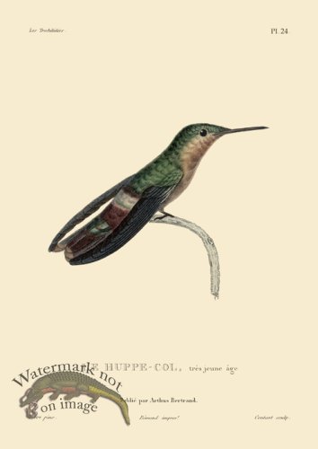 Humming Bird 24