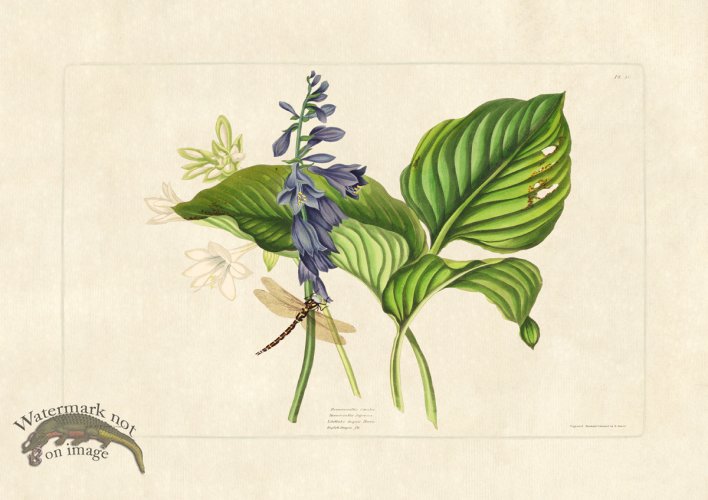 (image for) Edward bury 50