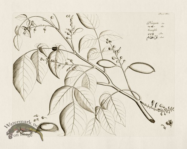 (image for) HORTUS VOl 06 03