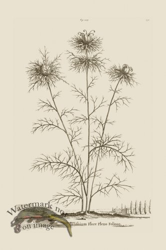 (image for) Abraham Munting 215