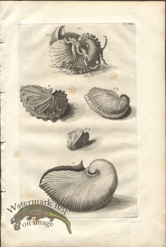 (image for) Rumphius 18