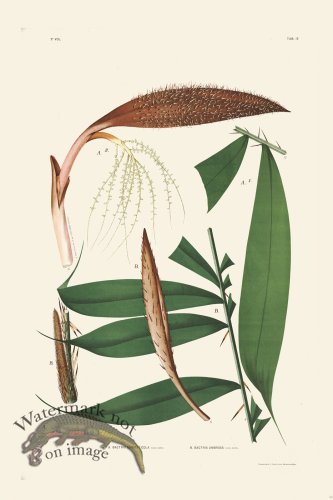 (image for) Rodrigues Palm Front 034