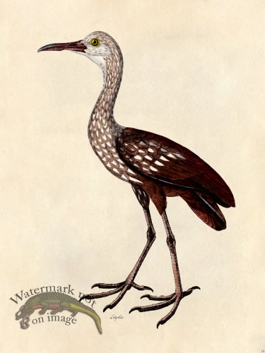 (image for) Tribute Bd 14