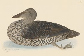 Rudbeck CFA 260 Common Eider