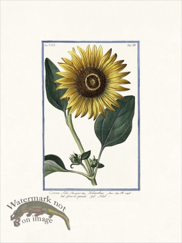 (image for) Bonelli V8 027