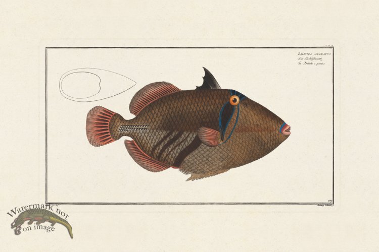 (image for) BLOCH FISH 149