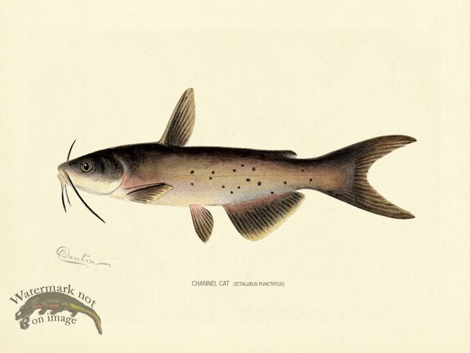 (image for) Catfish - Channel