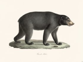 Cuvier 133 Sun Bear