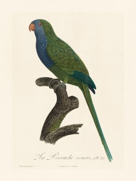 Barraband Parrot 038
