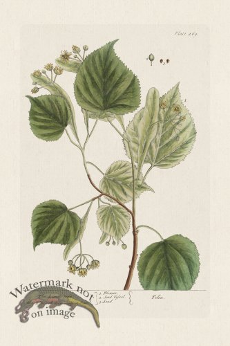 (image for) BEE 469 The Lime=tree