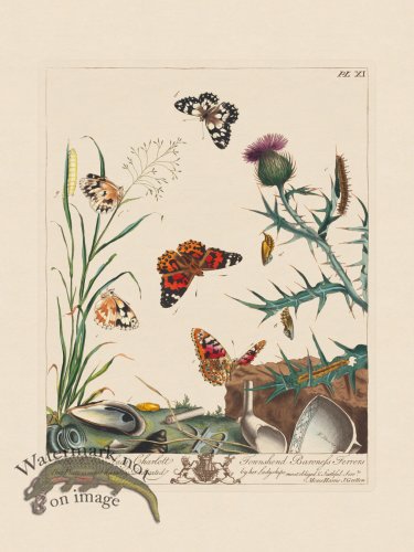 (image for) Moses Harris Insects 11