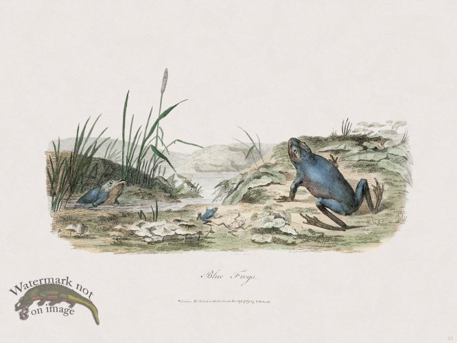 (image for) 33 New Holland Caffowary