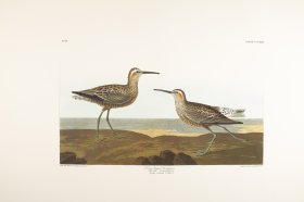 Lang-Legged Sandpiper