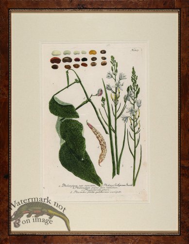 (image for) Weinmann Burl with Gold DM 11