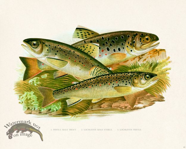 (image for) British FW 45