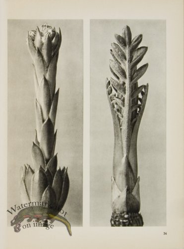 (image for) Blossfeldt T 024