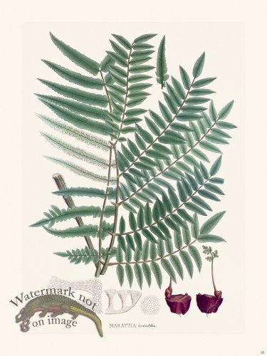 (image for) Ferns of Brazil 33