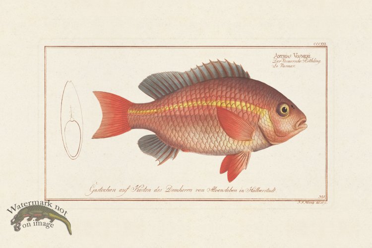 (image for) BLOCH FISH 321