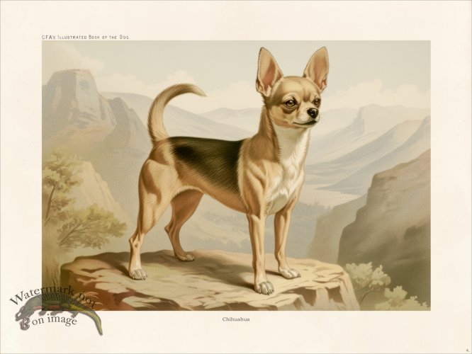 (image for) CFA Dog Chihuahua 04