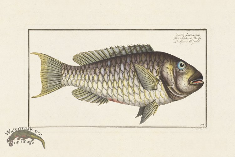 (image for) BLOCH FISH 259