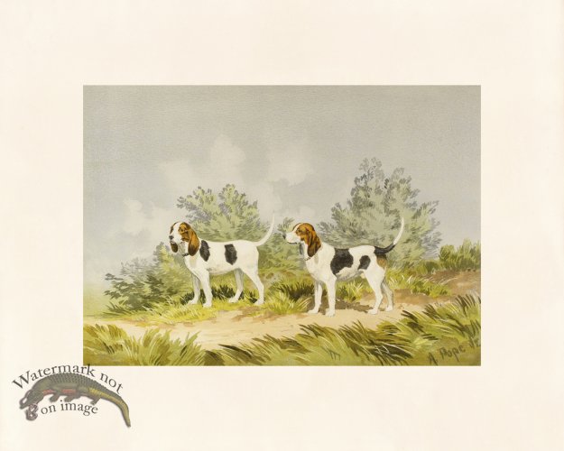 (image for) Pope Dog 17 Beagles