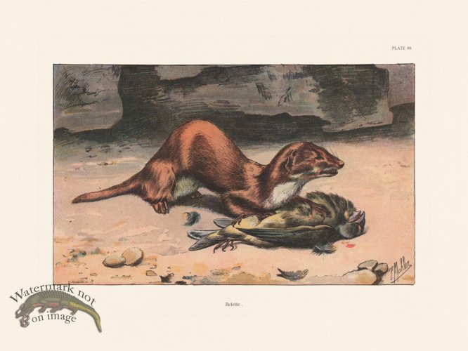 (image for) Les Chiens 089