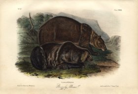 (image for) Grizzly Bear
