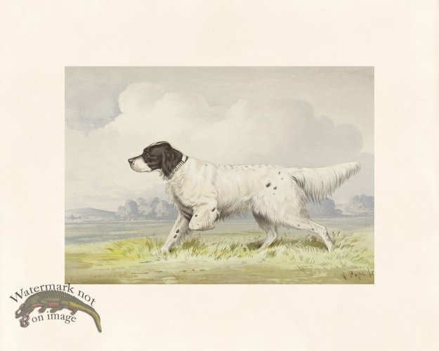 (image for) Pope Dog 01 English Setter