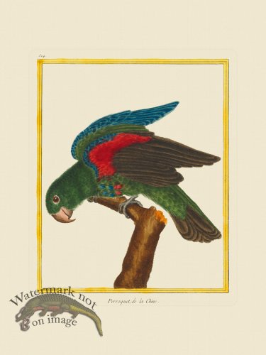 (image for) Martinet Bird 514