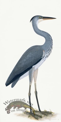 Rudbeck 003 Grey Heron 20x40
